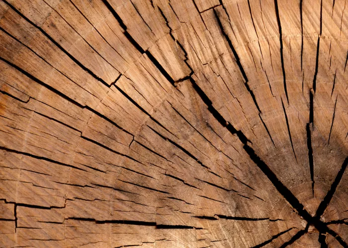 Какие типы древесины все еще используются для строительства домов?