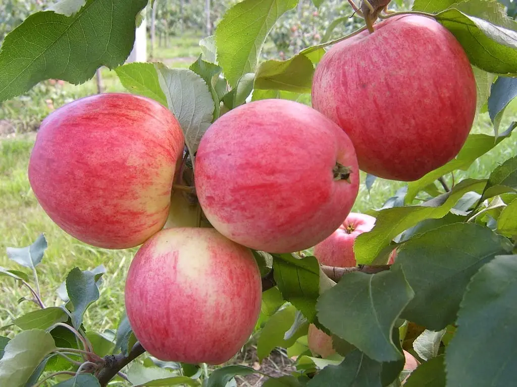 Лучшие сорта яблонь: какие деревья выбрать для своего сада