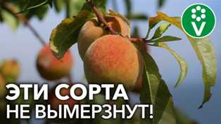 Персиковые деревья для сада: выбираем лучшие сорта