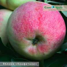 10 лучших декоративных сортов яблонь для вашего сада