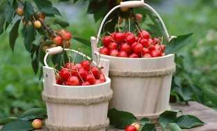 Черешня в саду: лучшие сорта для наслаждения сочными ягодами