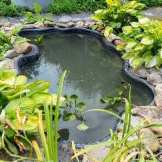 Как создать красивый садовый пруд с экзотическими растениями