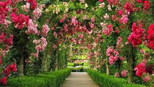 Как выбрать и вырастить самые красивые сорта роз в саду