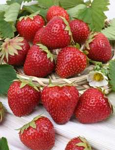 Клубника на вашем участке: лучшие сорта для получения сладких ягод