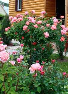 Лучшие сорта роз для создания красивых клумб на участке