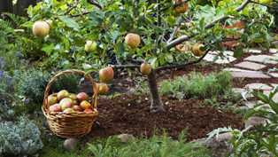 Плодовые деревья для сада: лучшие сорта яблонь, груш и слив