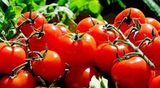 Разнообразие сортов томатов: как выбрать идеальный вариант для ваших грядок