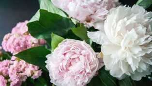 Розы, тюльпаны, ирисы, пионы: лучшие сорта и правила ухода