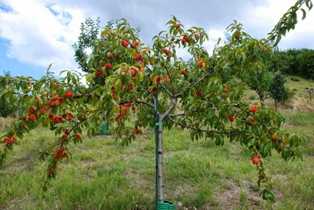 Секреты успешного выращивания персиковых деревьев на участке