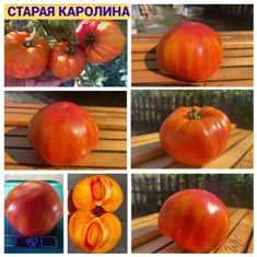 Сорта томатов: разнообразие для вкусного урожая
