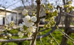 Советы по уходу за вишневыми деревьями в саду