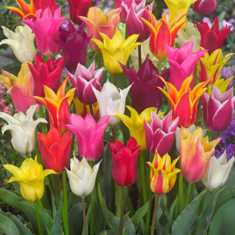 Тюльпаны: как выбрать и вырастить самые красивые сорта