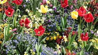 Тюльпаны: яркая палитра весны на вашем участке
