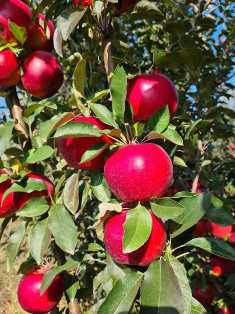 Урожайный сад: лучшие сорта яблонь для выращивания на улице