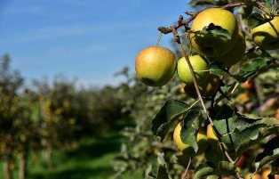 Выбор и уход за фруктовыми деревьями: лучшие сорта яблонь, груш, слив, вишни и черешни