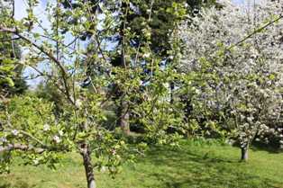 Выращивание плодовых деревьев: лучшие сорта для дачного участка