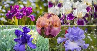 Ирисы: элегантные и яркие цветы для вашего сада