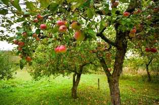 Как правильно ухаживать за яблонями и получать хороший урожай