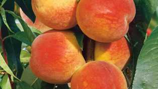 Основные сорта персиковых деревьев для российских условий