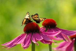 Садовые растения, которые привлекут бабочек и пчел в ваш сад