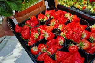 Садовые ягоды: как получить обильный урожай