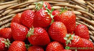 Сорта клубники: выбираем самые сладкие и сочные ягоды