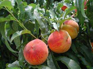 Сорта персиковых деревьев: советы по выбору и выращиванию