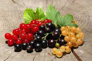 Сорта смородины: как выбрать и выращивать кустарник с вкусными ягодами