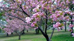 Советы по выращиванию и уходу за вишневыми деревьями в саду