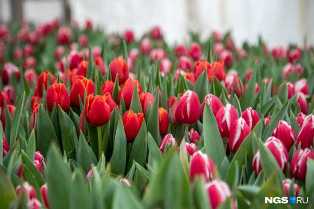 Тюльпаны - короли весны: выбор лучших сортов