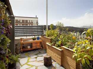 Выращивание уличных растений: как создать цветущий сад на балконе или террасе